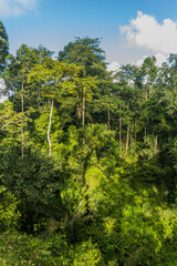 Canopy of a rainforest in Sepilok, Sabah, Malaysia