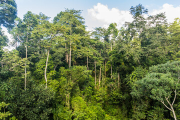 Canopy of a rainforest in Sepilok, Sabah, Malaysia