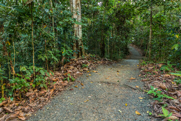 Walking trail in Rainforest Discovery Centre in Sepilok, Sabah, Malaysia