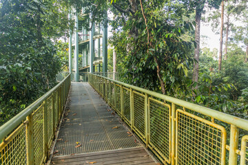 Obraz premium Canopy observation tower in Rainforest Discovery Centre in Sepilok, Sabah, Malaysia