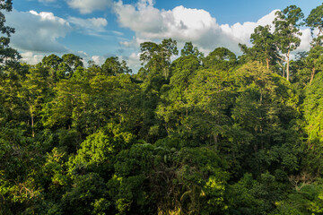 Fototapeta na wymiar Canopy of a rainforest in Sepilok, Sabah, Malaysia
