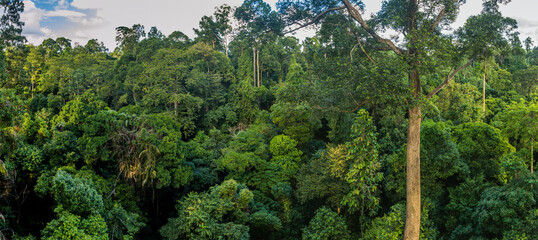 Canopy of a rainforest in Sepilok, Sabah, Malaysia
