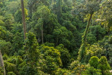Canopy of a rainforest in Sepilok, Sabah, Malaysia