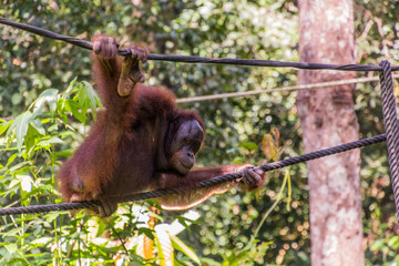 Bornean orangutan (Pongo pygmaeus) in Sepilok Orangutan Rehabilitation Centre, Borneo island, Malaysia