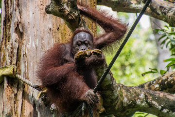 Bornean orangutan (Pongo pygmaeus) eating bananas in Sepilok Orangutan Rehabilitation Centre, Borneo island, Malaysia