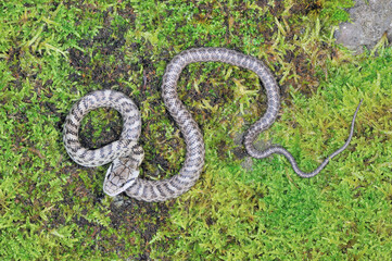 アオダイショウの幼蛇（北海道・知床）
