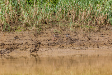 Macaques at the shore of Kinabatangan river, Sabah, Malaysia