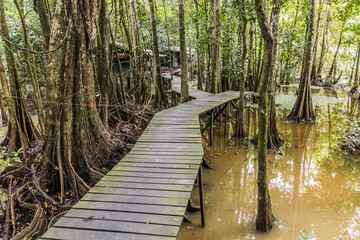 Boardwalk in a wildlife camp near Kinabatangan river, Sabah, Malaysia