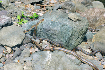 追いかけ合う二匹のシマヘビ（北海道・知床）
