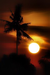 sanset and palm tree