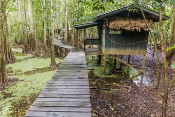 Boardwalk in a wildlife camp near Kinabatangan river, Sabah, Malaysia