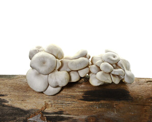 oyster mushroom isolated on white background 