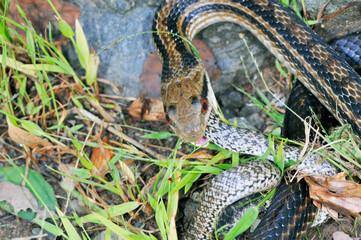 アオダイショウの幼蛇を飲み込むシマヘビ（北海道・知床）
