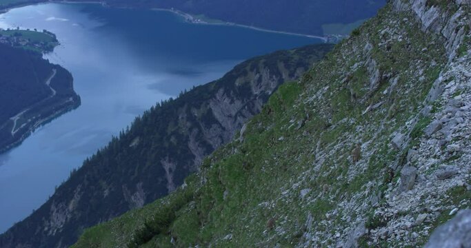 Establishing shot, Group of Capricorn ascending rocky pasture on the side of grass covered mountain, achensee lake in the background.