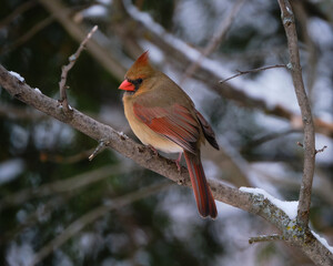 A female Northern Cardinal, Cardinalis cardinalis, sitting on a branch foraging for food in a forest following the first heavy snow fall of the season.