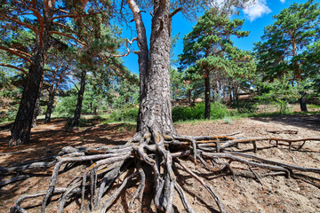 The landscape of Pinus sylvestris in Hailar park of Hulunbuir city of China.