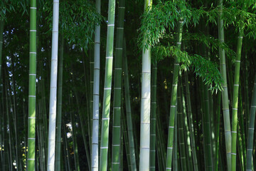 緑の竹林　イメージ素材