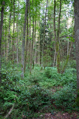Fototapeta na wymiar Lush mixed forest