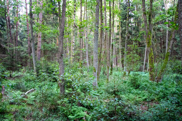 Fototapeta premium Lush mixed forest