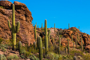 Saguaro Cactus (Carnegiea gigantea)  Forest On Rock Outcroppings In Tucson Mountain Park, Tucson, Arizona, USA