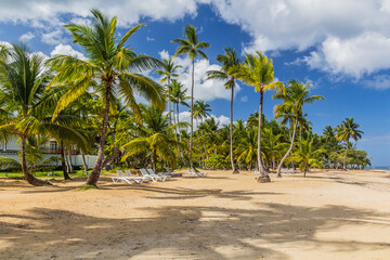 Naklejka na ściany i meble Palms at a beach in Las Terrenas, Dominican Republic