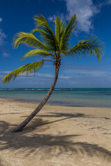 Palm at a beach in Las Terrenas, Dominican Republic