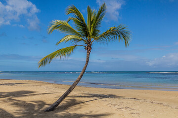 Palm at a beach in Las Terrenas, Dominican Republic
