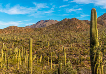 Fototapeta na wymiar Saguaro Cactus (Carnegiea gigantea) Forest in The Tucson Mountain District of Saguaro National Park, Tucson, Arizona, USA