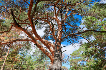 The landscape of Pinus sylvestris in Hailar park of Hulunbuir city of China.