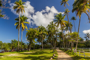 Fototapeta na wymiar Palms by beach in Las Terrenas, Dominican Republic
