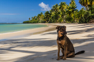 Dog on a beach in Las Terrenas, Dominican Republic