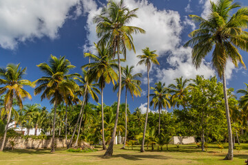 Naklejka na ściany i meble Palms in Las Terrenas, Dominican Republic