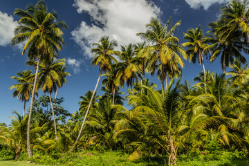 Fototapeta na wymiar Palms in Las Terrenas, Dominican Republic