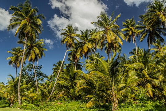 Palms in Las Terrenas, Dominican Republic © Matyas Rehak