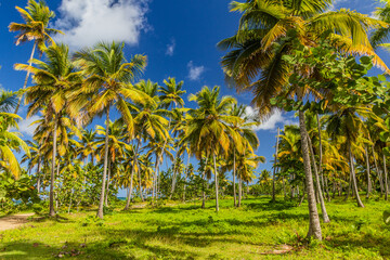 Palm grove in Las Galeras, Dominican Republic