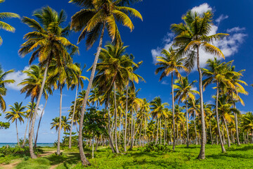 Fototapeta na wymiar Palm grove in Las Galeras, Dominican Republic