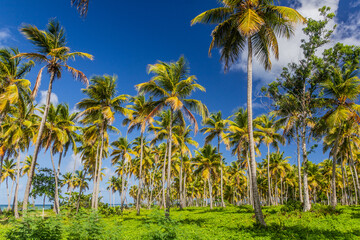 Palm grove in Las Galeras, Dominican Republic