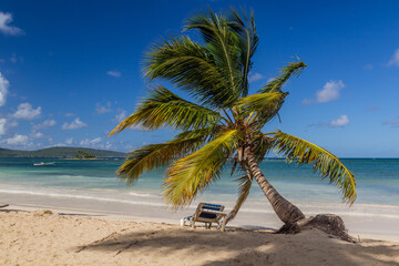 Palm at a beach in Las Galeras, Dominican Republic