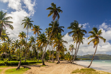 Fototapeta na wymiar Palms at a beach in Las Galeras, Dominican Republic