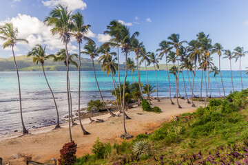 Palms at a beach in Las Galeras, Dominican Republic
