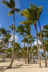 Fototapeta na wymiar Palms at Bavaro beach, Dominican Republic