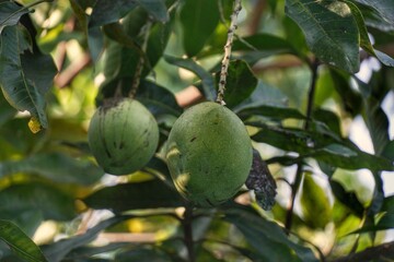 mango on tree