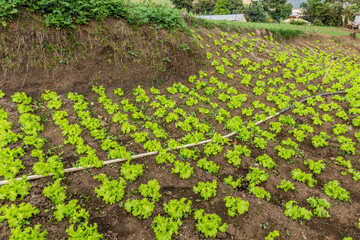 Lettuce field near Constanza, Dominican Republic
