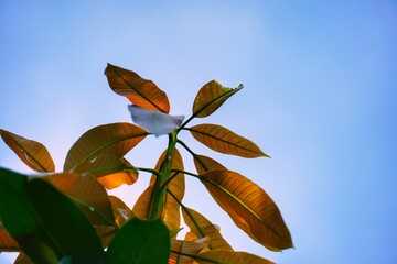 leaves against blue sky