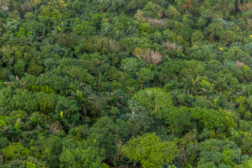 Forest of Isabel De Torres National Park near Puerto Plata, Dominican Republic