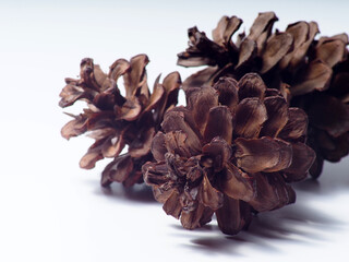 Close up shoot of Pine fruit on a white isolated background