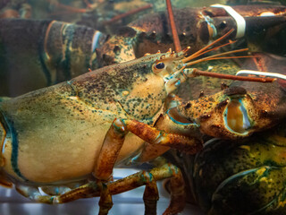 View of lobsters in the restaurant aquarium