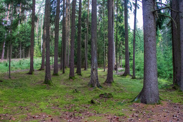 Trees in the forest