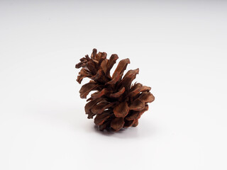 Close up shoot of Pine fruit on a white isolated background