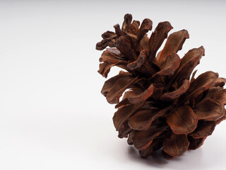 Close up shoot of Pine fruit on a white isolated background